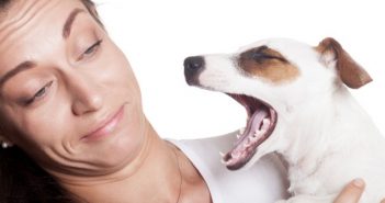 Wenn Hunde Mundgeruch haben Wenn Hunde Mundgeruch haben