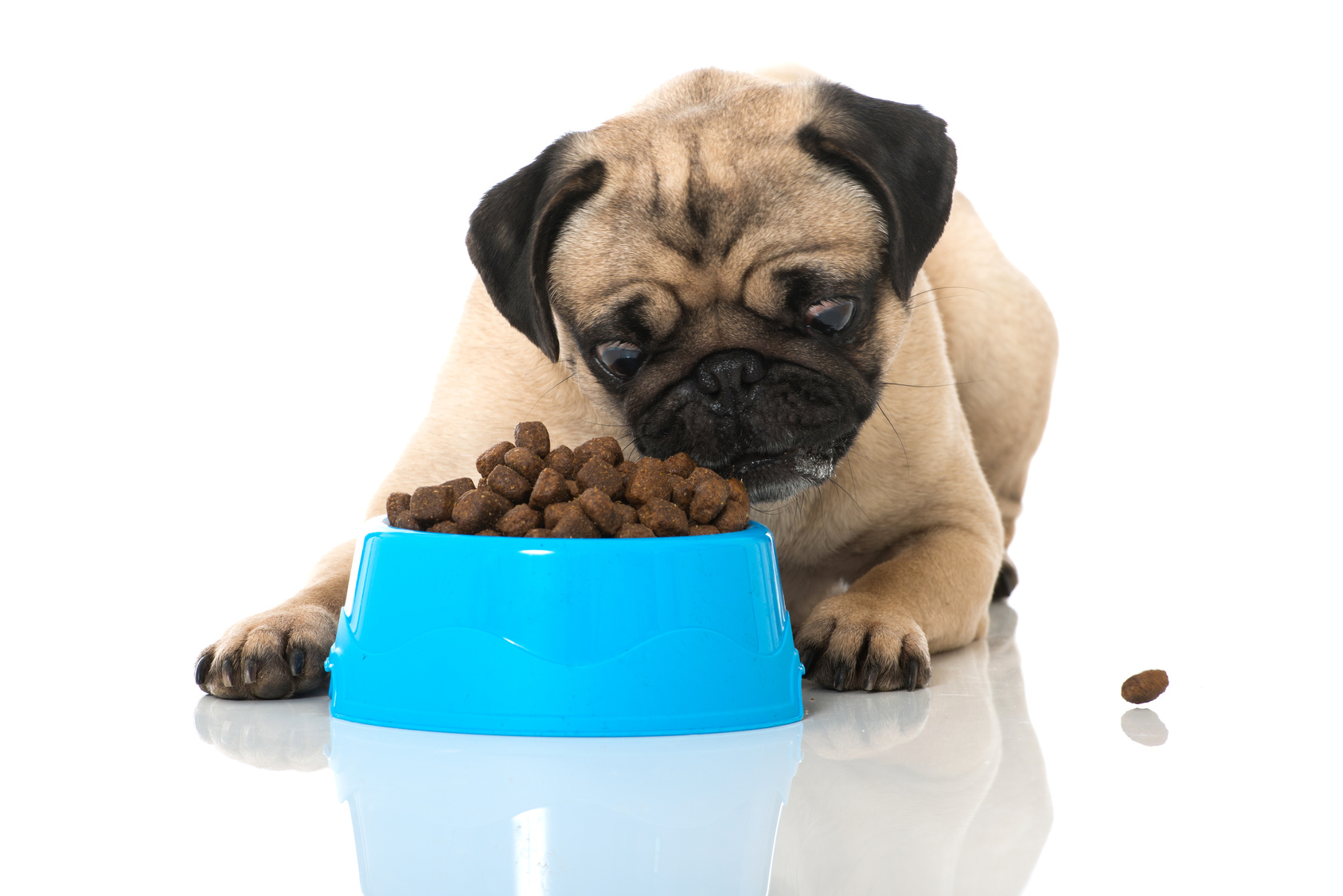 Hundefutter Trockenfutter einweichen oder nicht