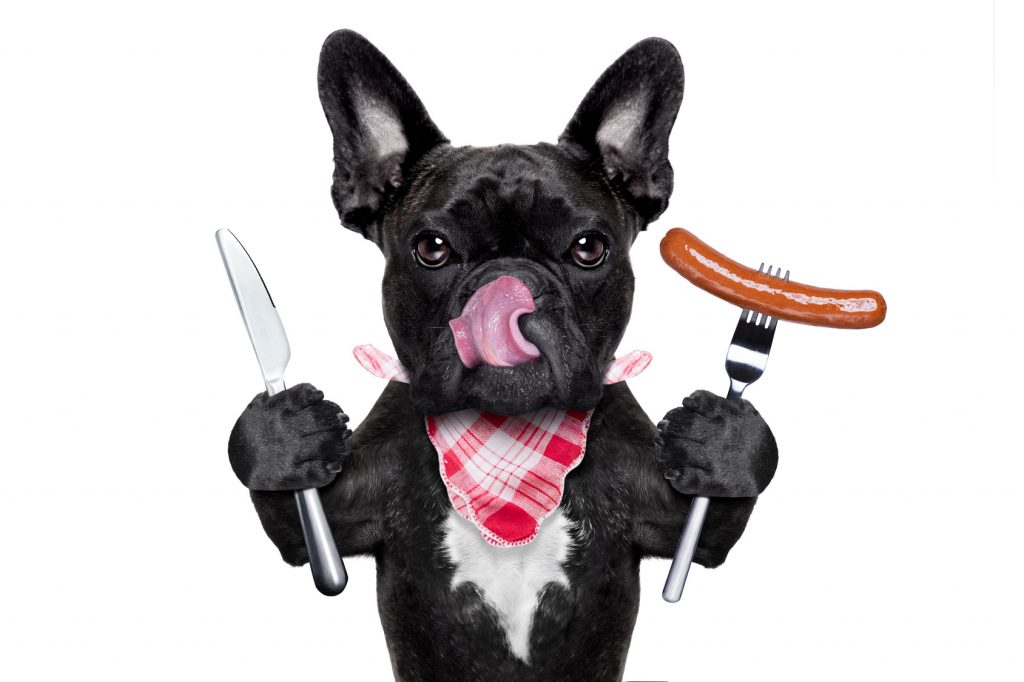 Hundefutter: Was hilft das beste Hundefutter, wenns dem Hund nicht schmeckt.