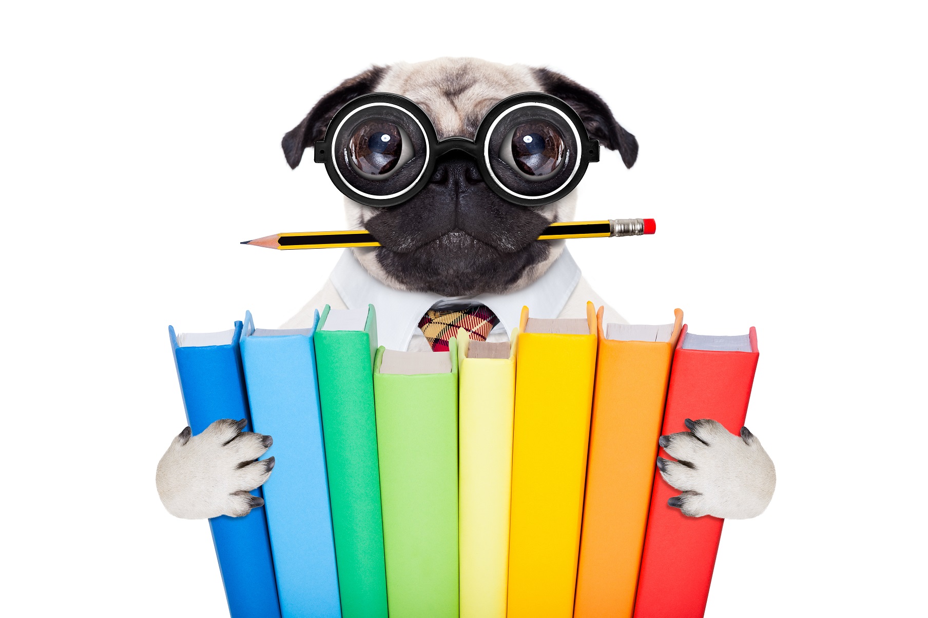 owalo design Brille Fur Hunde Mit Sehstarke