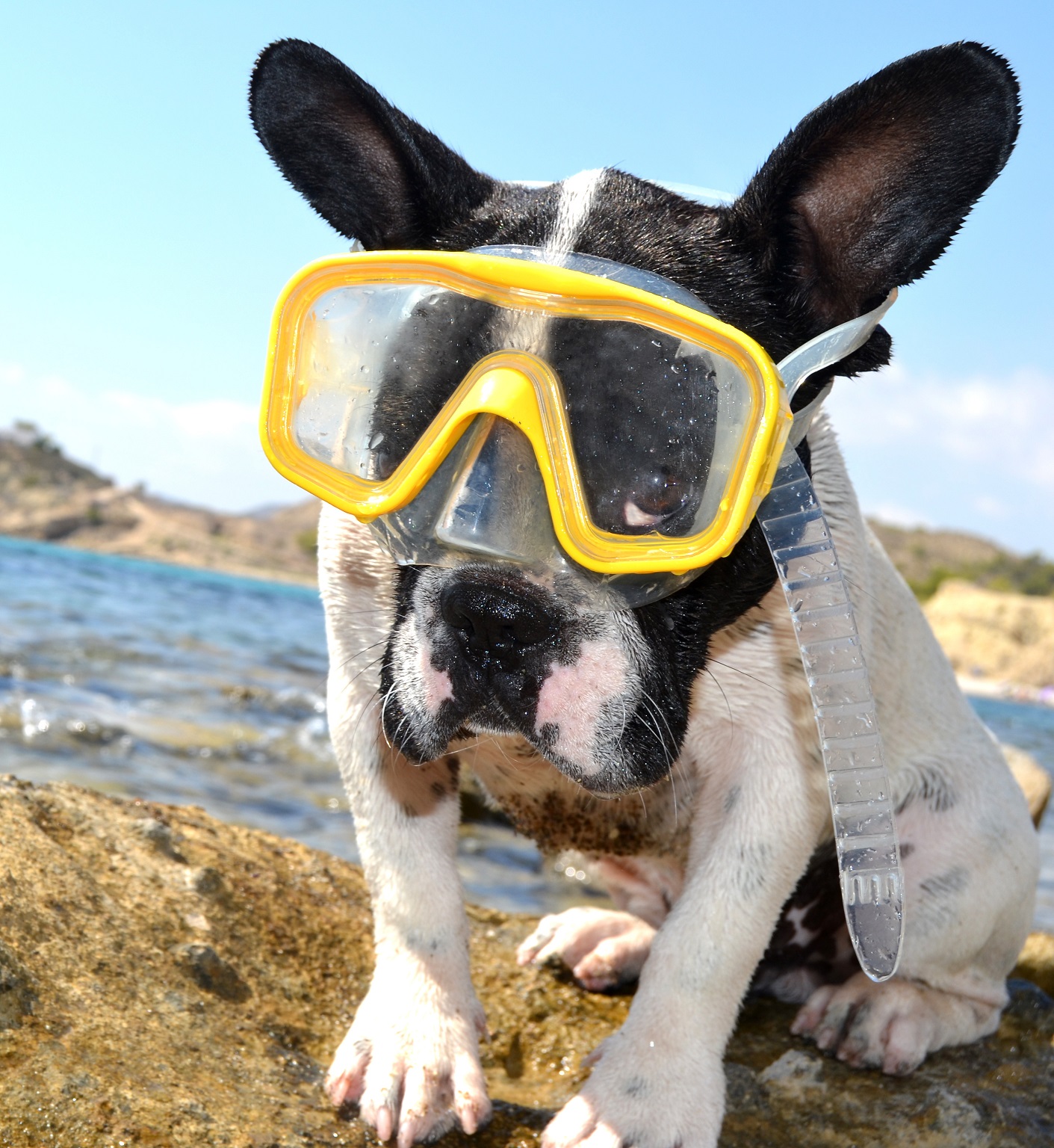 Hundebrille kaufen oder wozu braucht mein Hund eine Brille?