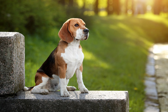 Die persönliche Wohnsituation sollte also unbedingt mit den Haltungsbedingungen für den Beagle zusammenpassen, wenn man sich einen solchen Vierbeiner kaufen möchte. Wohnt man allein und ist berufstätig, ist der gesellschaftsfreudige Hund eher die falsche Wahl. (#05)