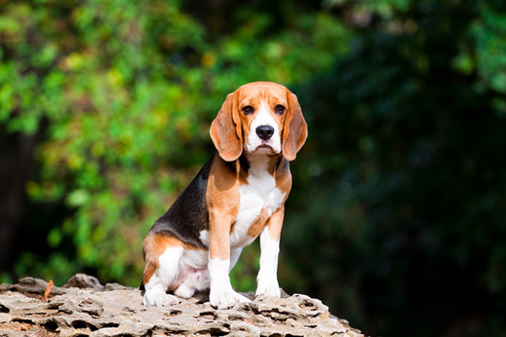 Wahrscheinlich im 19. Jahrhundert entstand auch der Begriff des „beagling“. Gemeint ist damit schlicht die Hundejagd in einer Meute. Diese Vergangenheit als Jagd- und Meutehund, steckt dem Beagle auch heute noch mehr als deutlich in den Knochen. (#02)