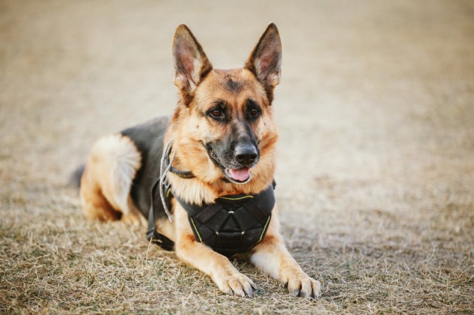 Der Deutsche Schäferhund wird weltweit als Diensthund eingesetzt. Beispielsweise bei der Polizei als "Schutzhund" oder dem Zoll als "Rauschgift- oder Sprengstoff-Suchhund" (#3)