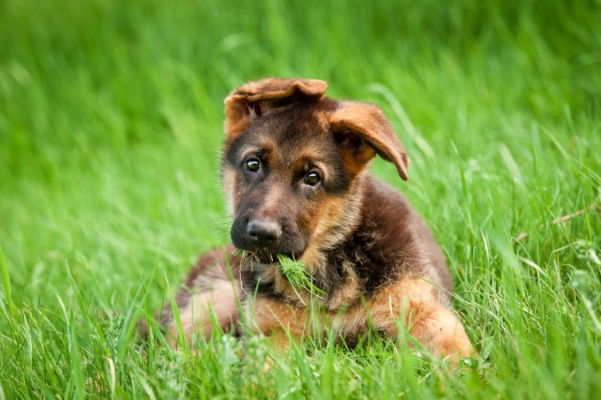 Von ihrem Züchter bekommen Rassehunde-Welpen einen Hundenamen, der sich später auf der Ahnentafel des Hundes wiederfindet. Viele Hundebesitzer geben ihrem Welpen zudem einen Rufnamen. Dieser sollte kurz und prägnant und klar auszusprechen sein. (#6)