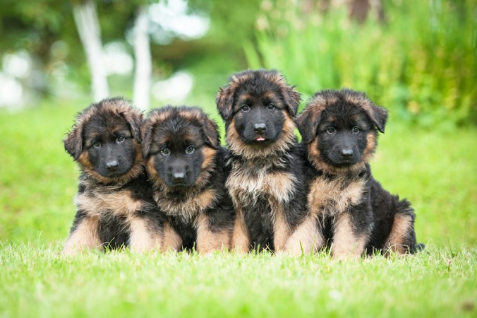 Deutsche Schäferhund Welpen sehen besonders niedlich aus. Vor einem Kauf muss man sich dennoch gut über die Rasse und das Wesen der Hunde informieren. (#1)