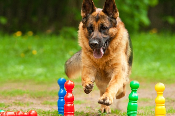 Der Deutsche Schäferhund ist eine äußerst beliebte Hunderasse in Deutschland, obwohl er eine fundierte und erfahrene Erziehung benötigt und ausreichend beschäftigt werden muss. (#2)