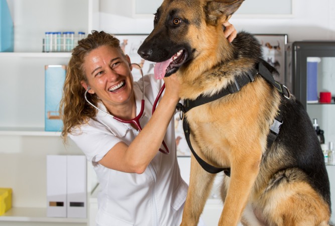 Auch beim Deutschen Schäferhund gibt es sie: Rassetypische Krankheiten. Dazu zählen unter anderem Probleme mit den Hüftgelenken und das Cauda-equina-Syndrom. (#5)