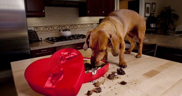 Hund apathisch Erstes Signal für eine Vergiftung?