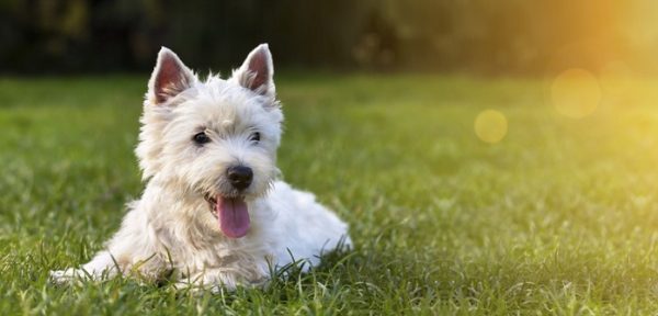Rückwärtsniesen beim Hund Symptome, Ursachen & betroffene Rassen