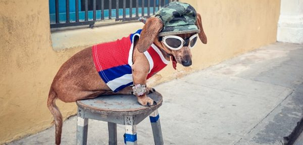 Hund hat kalte Nase Mögliche Gründe & Abhilfe