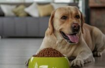 Immer wieder im Test: Hundefutter, Trockenfutter und Nassfutter ( Lizenzdoku: Shutterstock-Olena Yakobchuk )