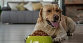 Immer wieder im Test: Hundefutter, Trockenfutter und Nassfutter ( Lizenzdoku: Shutterstock-Olena Yakobchuk )
