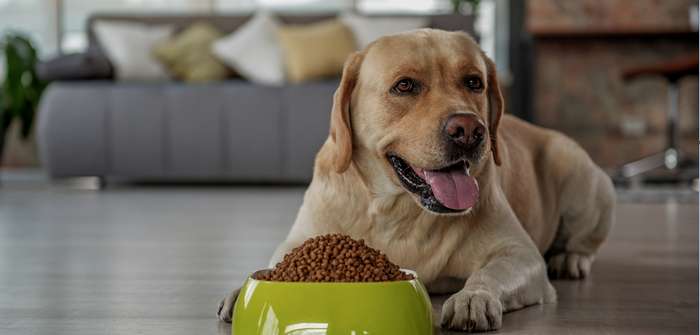 Immer wieder im Test: Hundefutter, Trockenfutter und Nassfutter ( Lizenzdoku: Shutterstock-Olena Yakobchuk )