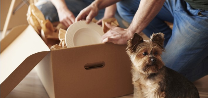 Hunde in der Mietwohnung