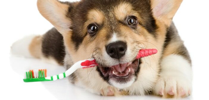 Zahnpasta für Hunde: Letzte Rettung bei Mundgeruch