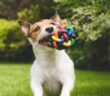 Tolles Hundespielzeug – einfach basteln oder günstig kaufen