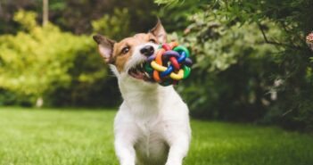 Tolles Hundespielzeug – einfach basteln oder günstig kaufen