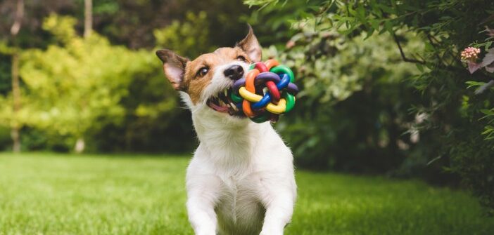 Tolles Hundespielzeug – einfach basteln oder günstig kaufen