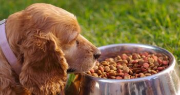 Hunde und gesunde Ernährung: Tipps