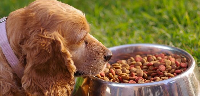 Hunde und gesunde Ernährung: Tipps