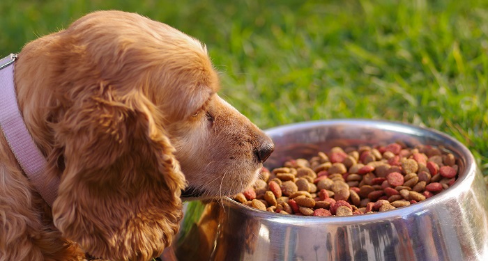 Hunde und gesunde Ernährung: Tipps