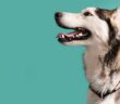 Gesunde Zähne: Beim Hund das A und O