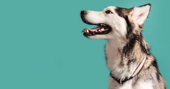 Gesunde Zähne: Beim Hund das A und O