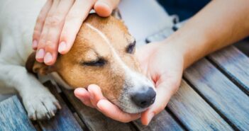 Schmerzen beim Hund erkennen