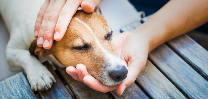 Schmerzen beim Hund erkennen