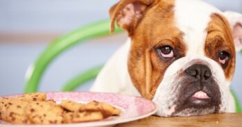 Schokolade: Ist giftig für Hunde