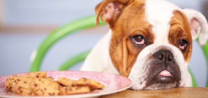 Schokolade: Ist giftig für Hunde