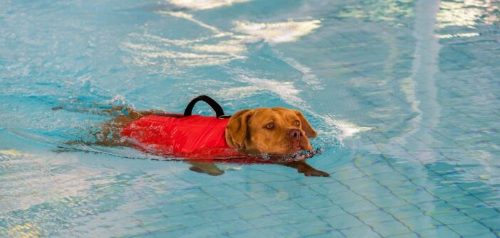 Verzeichnis Hundephysiotherapeuten in Deutschland