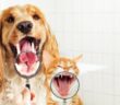 Hund stinkt: alles über Zahnstein entfernen, Zahnreinigung, Mundgeruch beim Hund