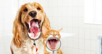 Hund stinkt: alles über Zahnstein entfernen, Zahnreinigung, Mundgeruch beim Hund