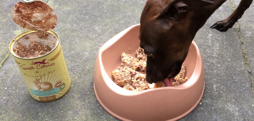 Bild 5: Kaninchen mit Zucchini schmeckt ihm besonders gut