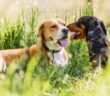ZERGportal: Hundevermittlung mit Herz