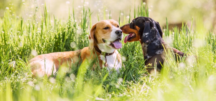 ZERGportal: Hundevermittlung mit Herz