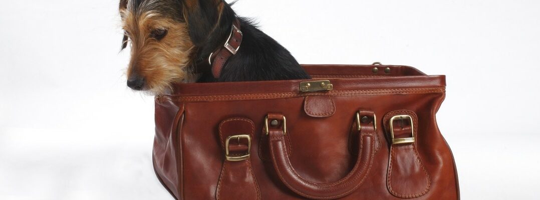 Reisen mit Hund: Tipps für den richtigen Futternapf im Hundeurlaub