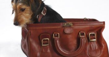 Reisen mit Hund: Tipps für den richtigen Futternapf im Hundeurlaub