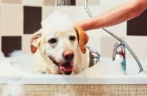 Hundegerüche entfernen: 7 wirklich wirksame Tipps