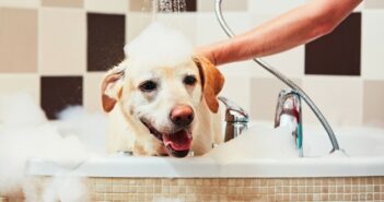 Hundegerüche entfernen: 7 wirklich wirksame Tipps