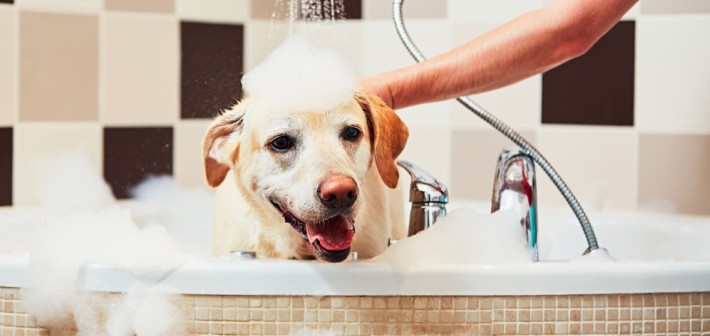 Hundegerüche entfernen: 7 wirklich wirksame Tipps