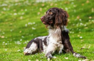 #8 Hunderassen in Deutschland: Kleiner Münsterländer.