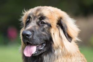 #7 Hunderassen aus Deutschland: der Leonberger