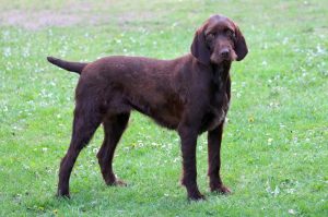 #4 Hunderassen in Deutschland: der Pudelpointer.