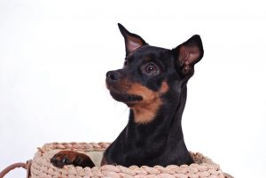 #3 Deutsche Hunderassen: der Rehpinscher