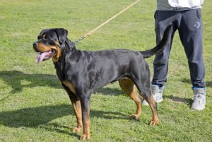 Deutsche Hunderassen: der Rottweiler