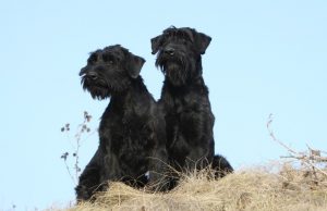 #2 Deutsche Hunderassen: der Schnauzer