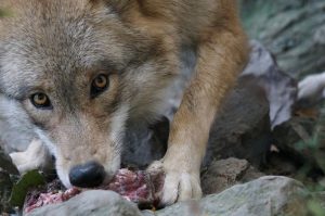 Der Wolf wird auch von Herstellern von Hundenahrung als Vorbild propagiert. 

Der Hund stammt von ihm ab und dies ist auch Anlass für die Ausrichtung der Nahrung an den Bedürfnissen des Urahnen. (#1)